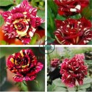 Heirloom Beautiful Meteor Shower Rose 100 Seeds