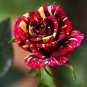 Heirloom Beautiful Meteor Shower Rose 100 Seeds