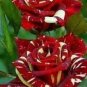 Heirloom Beautiful Meteor Shower Rose 100 Seeds