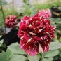 Heirloom Beautiful Meteor Shower Rose 100 Seeds