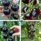 Heirloom Black Tomato Middle-sized Fruit 50 Seeds