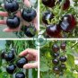 Heirloom Black Tomato Middle-sized Fruit 50 Seeds