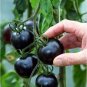 Heirloom Black Tomato Middle-sized Fruit 50 Seeds