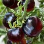 Heirloom Black Tomato Middle-sized Fruit 50 Seeds