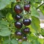 Heirloom Black Tomato Middle-sized Fruit 50 Seeds