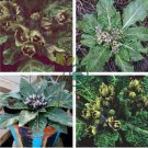 Plant World Seeds Mandragora officinarum (mandrake) 200 Seeds