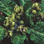 Plant World Seeds Mandragora officinarum (mandrake) 200 Seeds