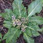 Plant World Seeds Mandragora officinarum (mandrake) 200 Seeds