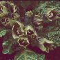 Plant World Seeds Mandragora officinarum (mandrake) 200 Seeds