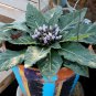 Plant World Seeds Mandragora officinarum (mandrake) 200 Seeds