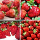 Large-sized Bright Red Cream Red Strawberry 120 Seeds