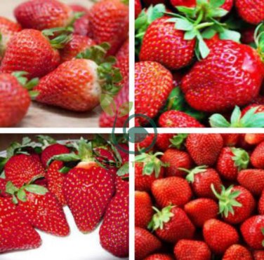 Large-sized Bright Red Cream Red Strawberry 120 Seeds