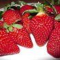 Large-sized Bright Red Cream Red Strawberry 120 Seeds