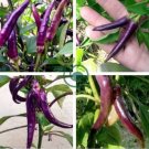 Hot Purple Chilli Pepper Cayenne 40 Seeds