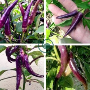 Hot Purple Chilli Pepper Cayenne 40 Seeds