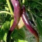Hot Purple Chilli Pepper Cayenne 40 Seeds