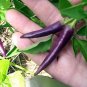 Hot Purple Chilli Pepper Cayenne 40 Seeds
