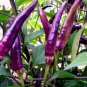 Hot Purple Chilli Pepper Cayenne 40 Seeds