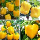 Anhui Yellow Cluster of Sweet Pepper F1 20 Seeds