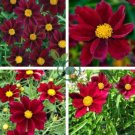 The Rarest Mercury Rising Coreopsis Dark Red Cosmos Flower 40 Seeds