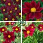The Rarest Mercury Rising Coreopsis Dark Red Cosmos Flower 40 Seeds