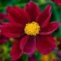 The Rarest Mercury Rising Coreopsis Dark Red Cosmos Flower 40 Seeds