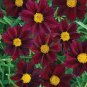 The Rarest Mercury Rising Coreopsis Dark Red Cosmos Flower 40 Seeds