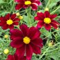 The Rarest Mercury Rising Coreopsis Dark Red Cosmos Flower 40 Seeds