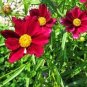 The Rarest Mercury Rising Coreopsis Dark Red Cosmos Flower 40 Seeds