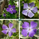 Rare Beautiful Purple Periwinkle Vinca major Flower 20 Seeds