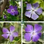 Rare Beautiful Purple Periwinkle Vinca major Flower 20 Seeds