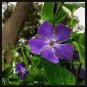 Rare Beautiful Purple Periwinkle Vinca major Flower 20 Seeds