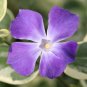 Rare Beautiful Purple Periwinkle Vinca major Flower 20 Seeds