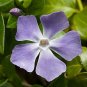 Rare Beautiful Purple Periwinkle Vinca major Flower 20 Seeds