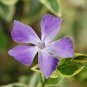 Rare Beautiful Purple Periwinkle Vinca major Flower 20 Seeds