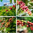 Heirloom Colorful Coffee Bean 20 Seeds