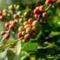 Heirloom Colorful Coffee Bean 20 Seeds