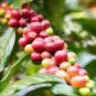 Heirloom Colorful Coffee Bean 20 Seeds