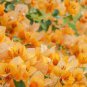 Bougainvillea 200 Seeds