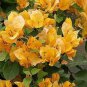 Bougainvillea 200 Seeds