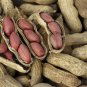 Heirloom Carwile's Virginia Peanut 10 Seeds