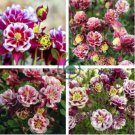 Mixed Purple Green White Red Columbine Double Flowers 100 Seeds