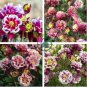 Mixed Purple Green White Red Columbine Double Flowers 100 Seeds