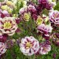 Mixed Purple Green White Red Columbine Double Flowers 100 Seeds