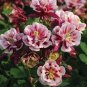 Mixed Purple Green White Red Columbine Double Flowers 100 Seeds