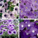 'Mik' Light Purple Petunia Hybrid 400 Seeds