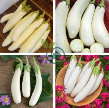 Eggplant Seeds Heirloom Moon White Long Hybrid Vegetables 1400 Seeds