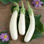 Eggplant Seeds Heirloom Moon White Long Hybrid Vegetables 1400 Seeds