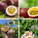 Passion Fruit Passiflora edulis Fruit 20 Seeds