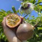 Passion Fruit Passiflora edulis Fruit 20 Seeds